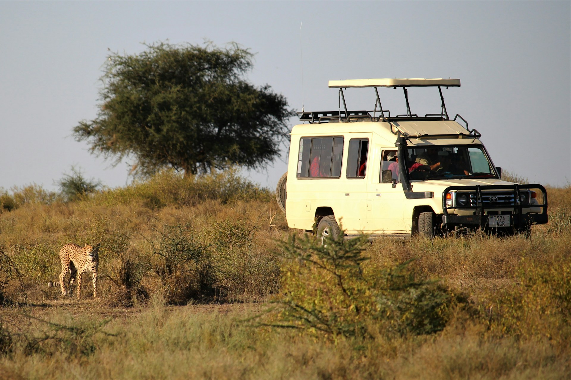 Serengeti Safari