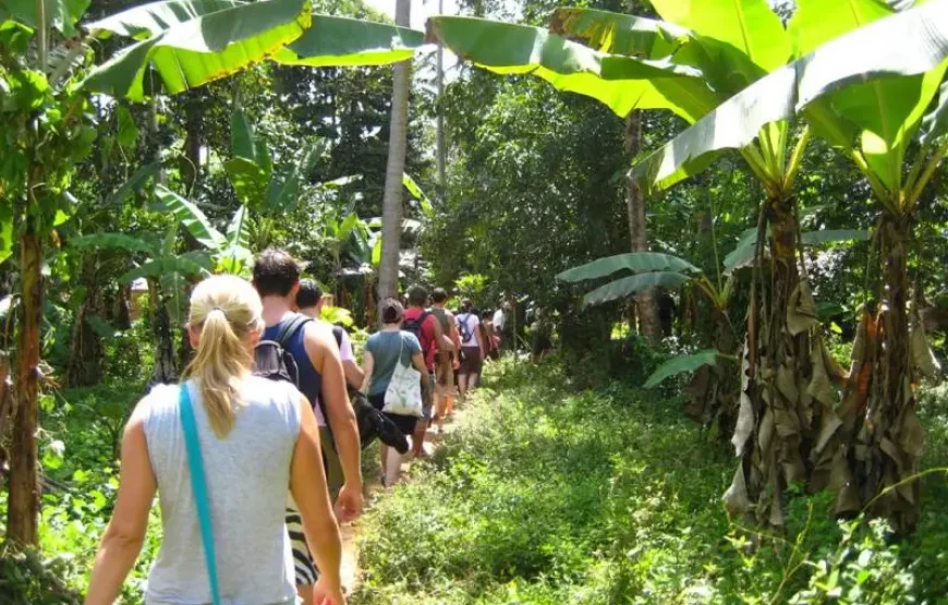 Spice Farm