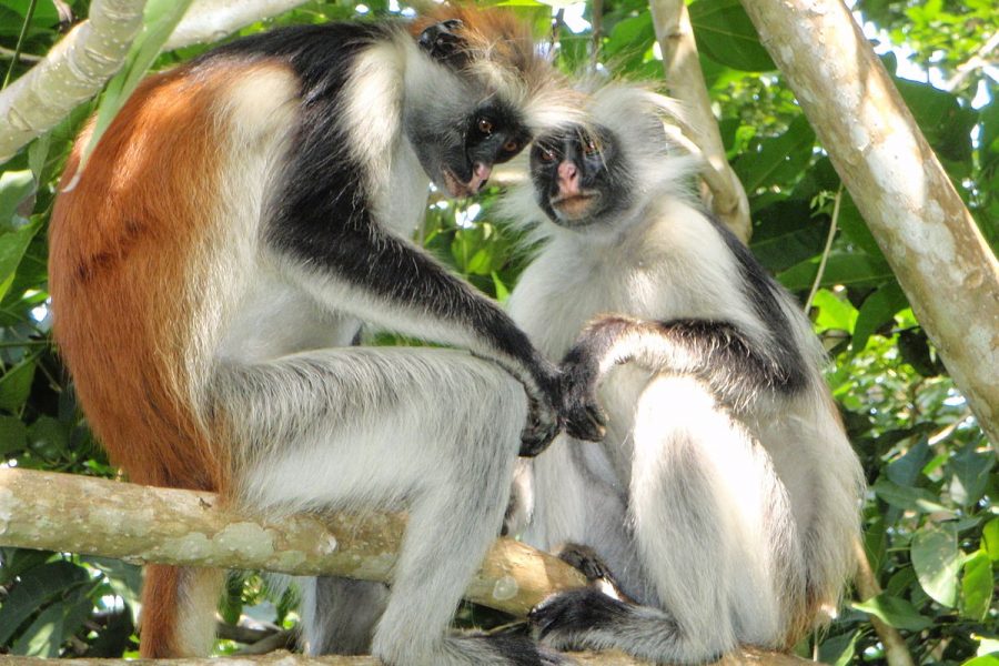 Jozani forest Red Colobus monkey