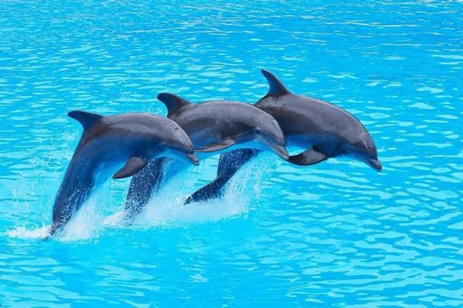 Dolphins tour