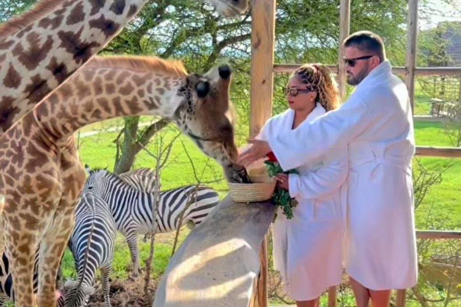 Mainland safari feeding wild animals