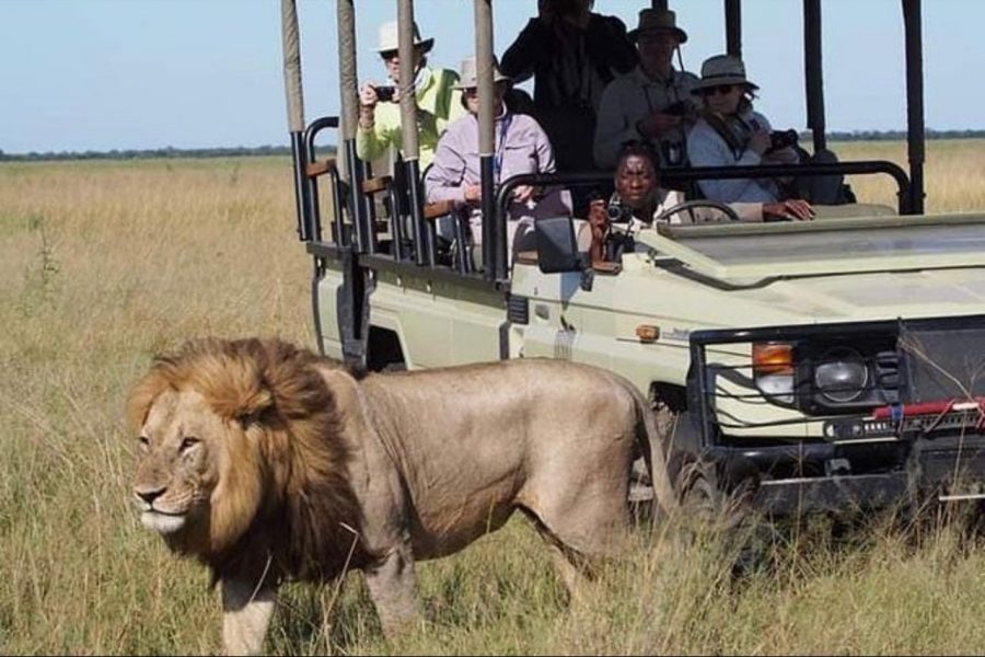 Mainland safari wildlife animals